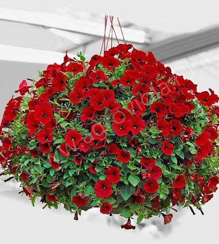 Петуния гибридная Пендалино Скарлет