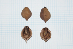 Саженцы ореха сердцевидного "крупноплодный ЦФО 2"