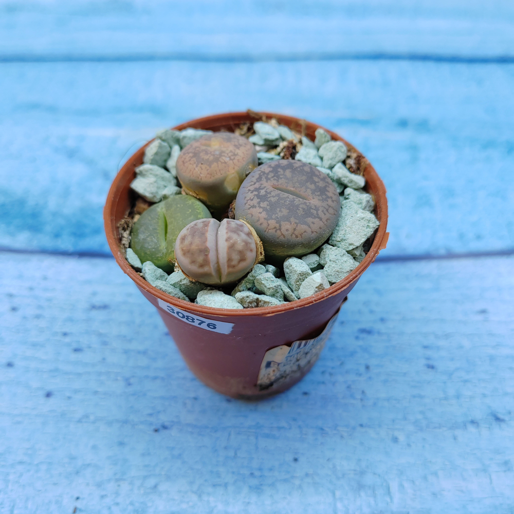 Lithops sp. (Литопсы)