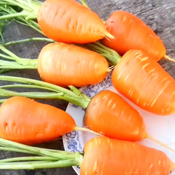 Гэрандская Древняя Крупная Полудлинная РАННЯЯ Морковь - Early Guerande Carrot