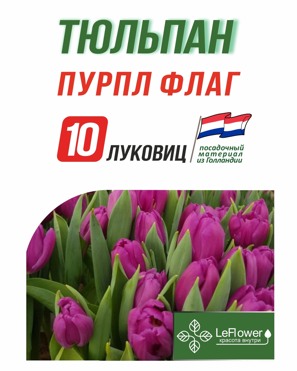 Тюльпан Луковица, Пурпл Флаг, 10шт