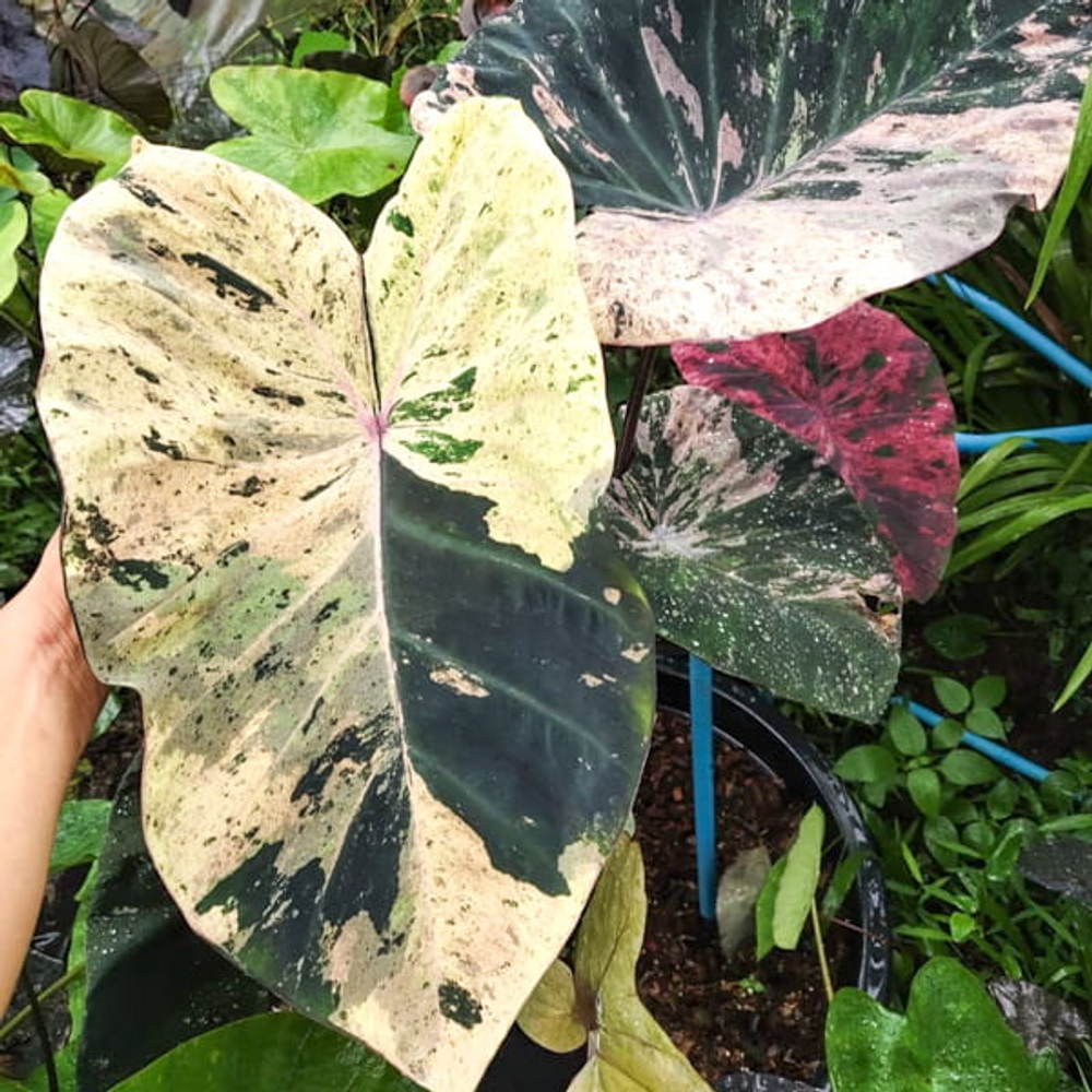 Колоказия EPISODE TWO