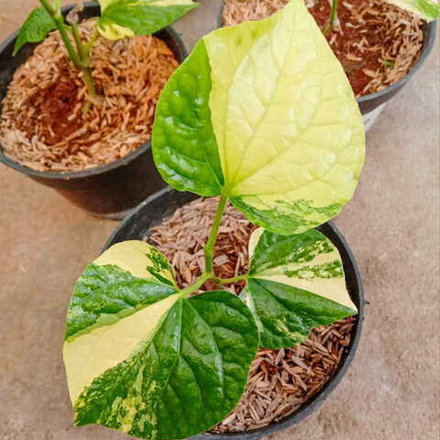 Перец 12 Золотистый Бетель вариегатный