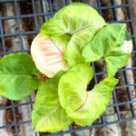 Сингониум MANGO WHITE VAR