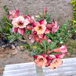 Адениум GOLDEN LAND