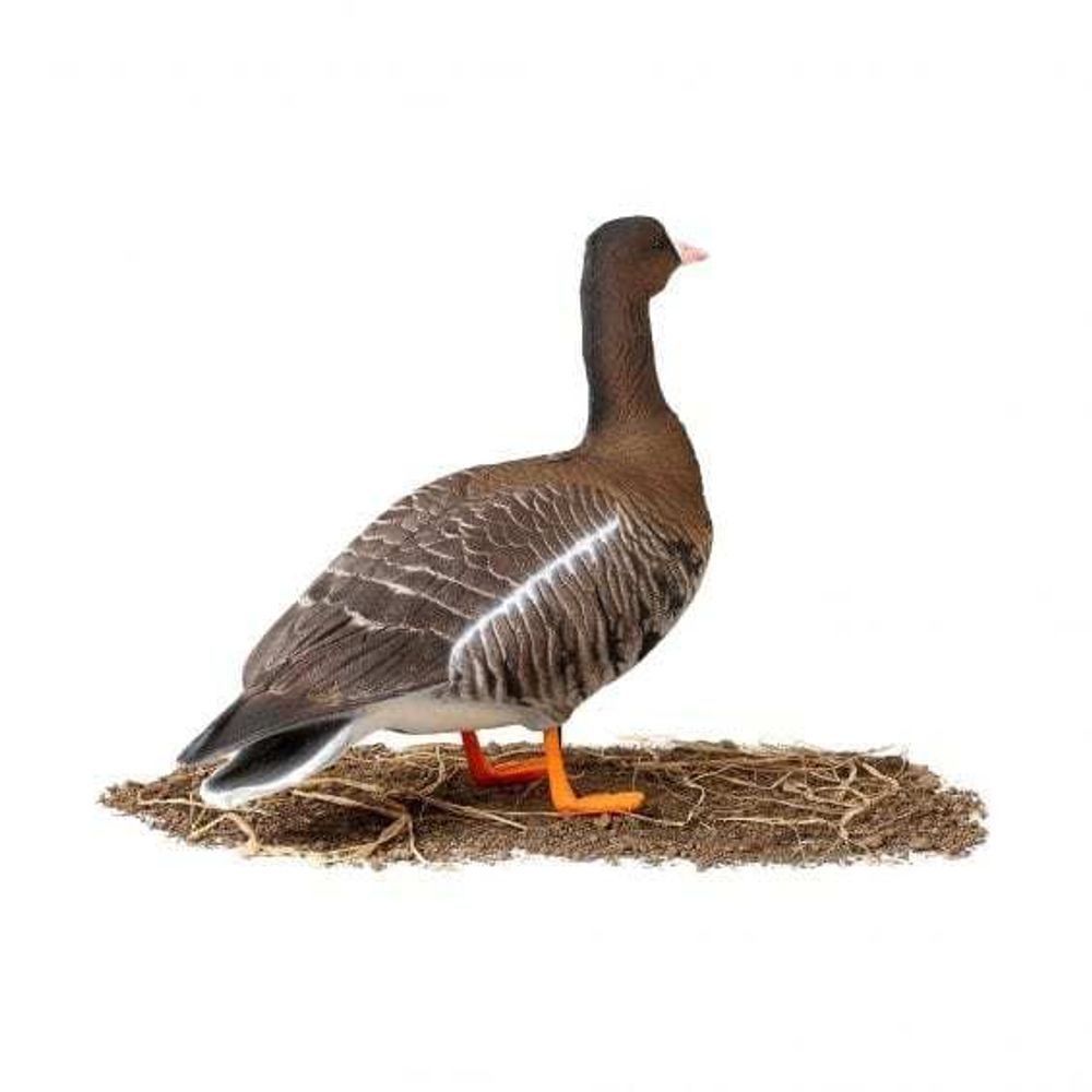 Комплект чучел Белолобый гусь (6шт) "Softplast"A" ALFA321B