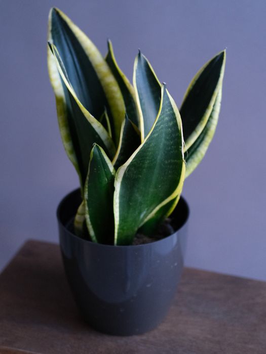 Сансевиерия Микс (D-12)