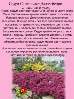 Седум Санспаклер Даззлеберри очиток многолетний