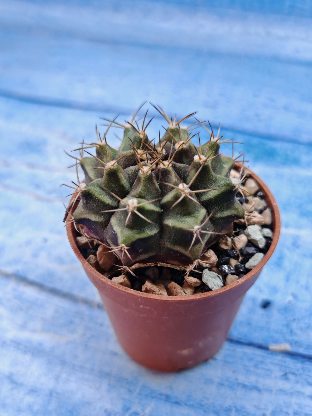 Gymnocalycium Friedrichii (Гимнокалициум)