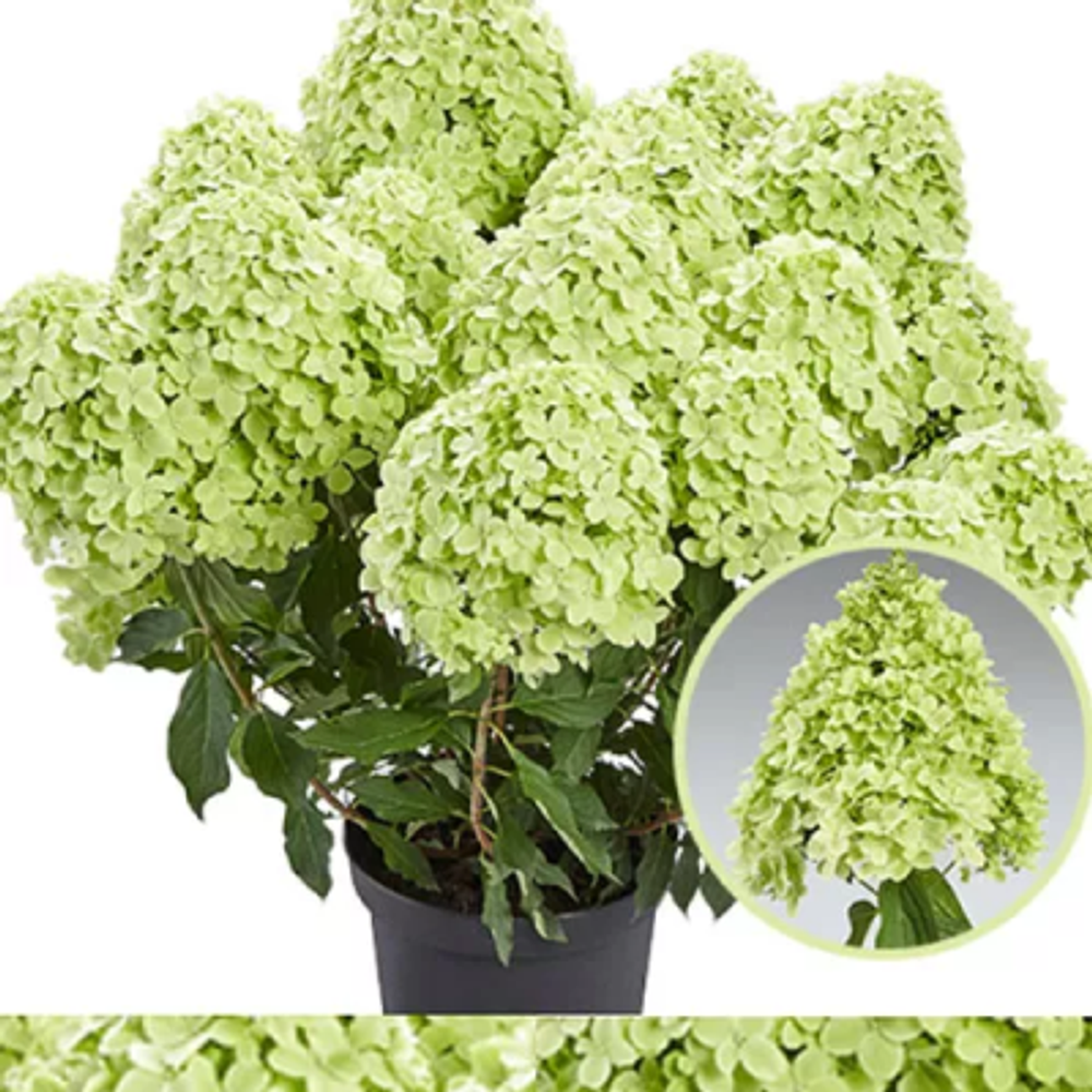 Панчетта «Pancetta» С3