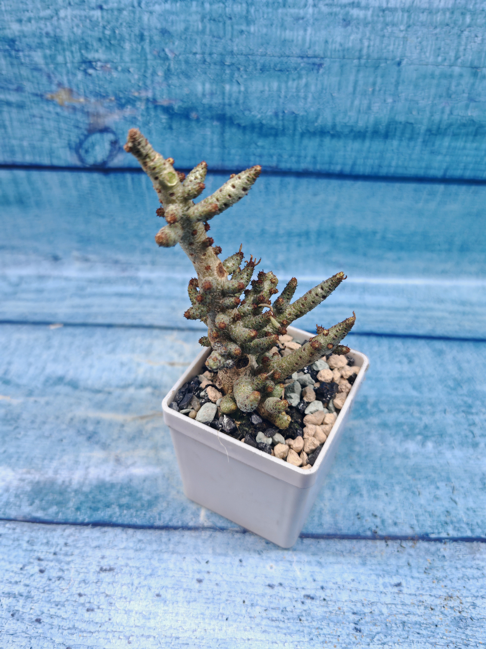 Tylecodon Buchholzianus (Тилекодон)