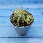 Euphorbia meloformis f. Variegated (Эуфорбия вариегатная)