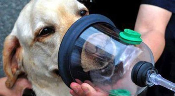 Астма у животных