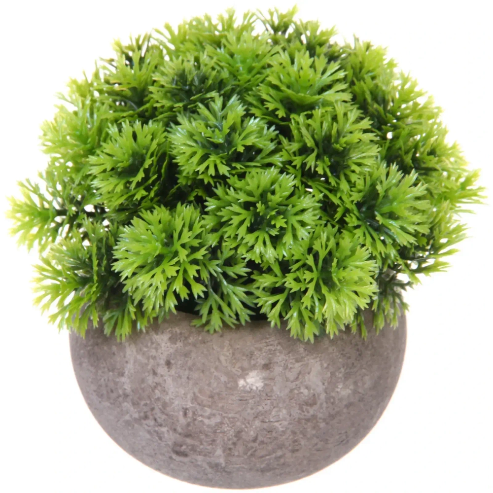 Цветочная композиция «Green garden» 10*12см в горшке, шишка