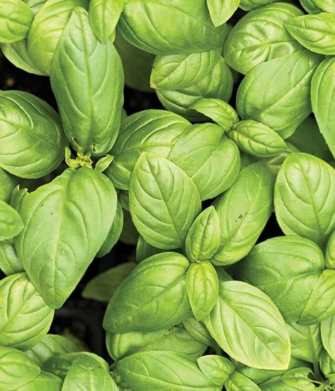 Базилик ароматическое масло, Candle Warmers