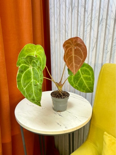 Антуриум Форгетти, D10см Н25см, 1шт, Urban Jungle