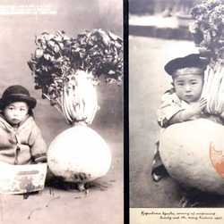 Редис Гигантский Японский Сакурадзима - Sakurajima Radish - 桜 島 大 根