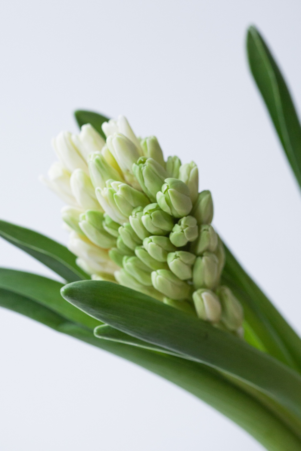 Монобукет Гиацинты