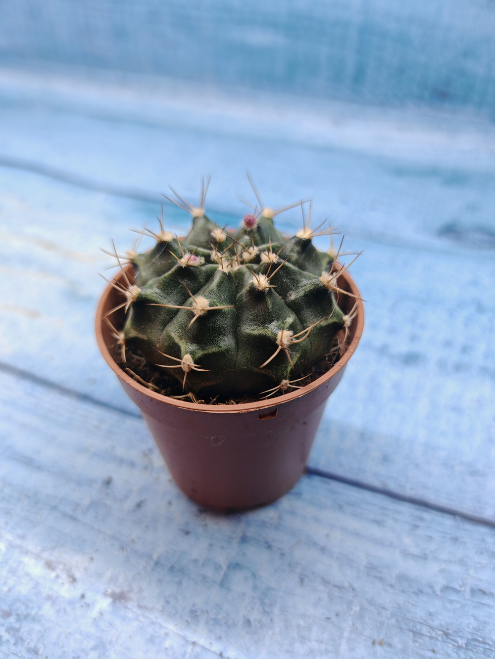 Gymnocalycium Friedrichii (Гимнокалициум)