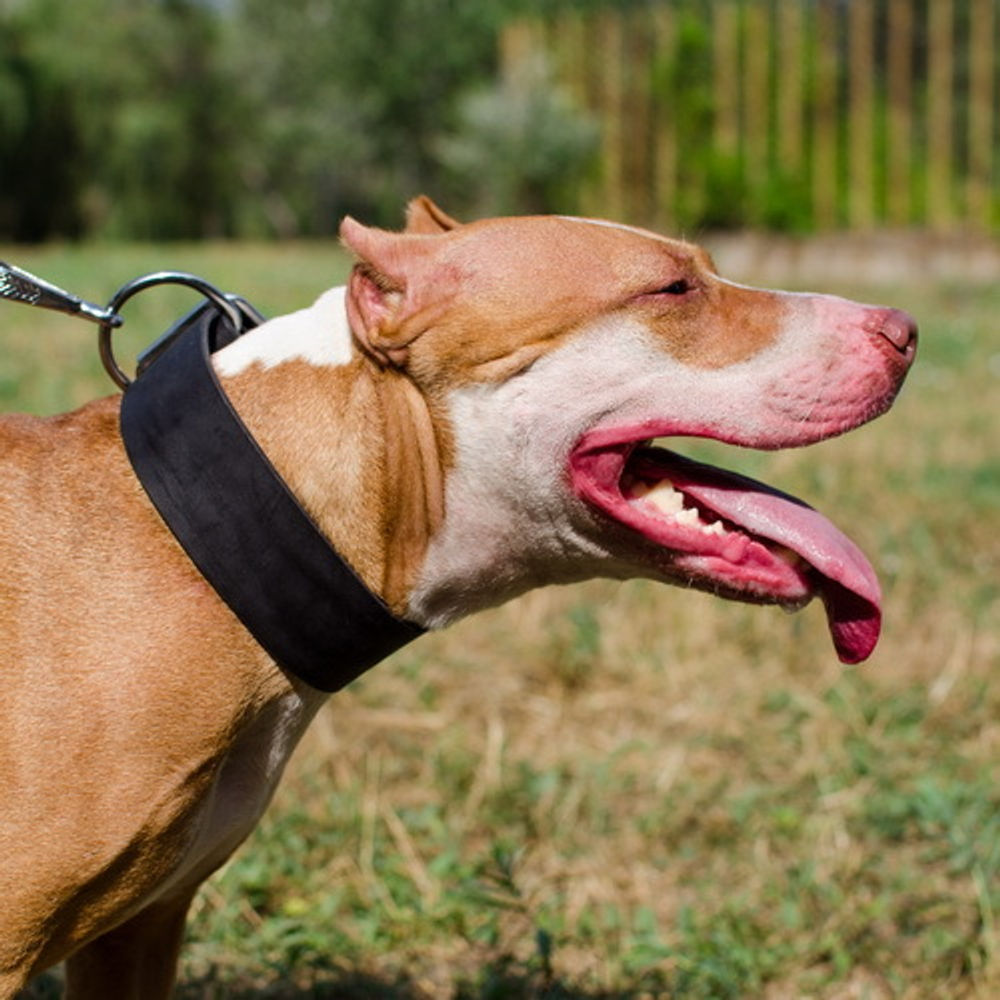 FORDOGTRAINERS Ошейник кожаный широкий для собак «Laconic Austerity» 50 мм, длина 60 см, черный