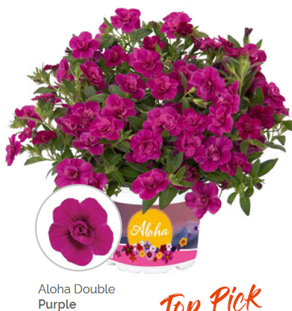 Калибрахоа Aloha double purple укорененный черенок ОКС конец ноября