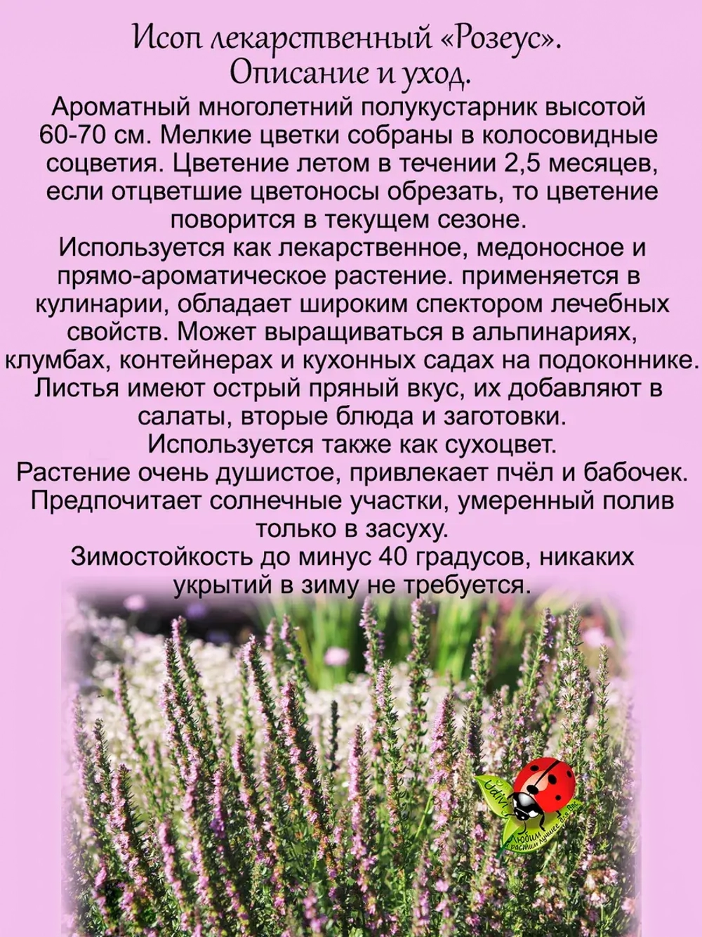 Исоп лекарственный Розеус