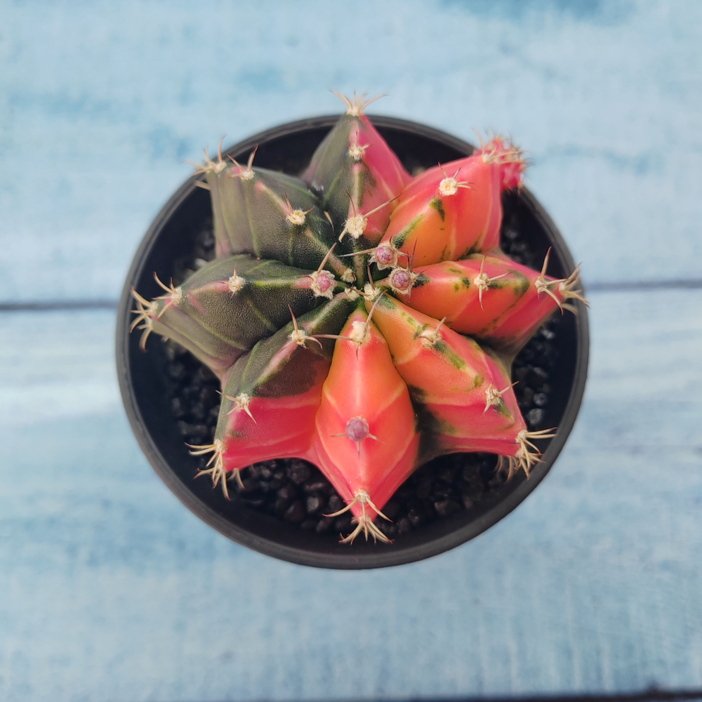 Gymnocalycium Variegata (Гимнокалициум Вариегатный)