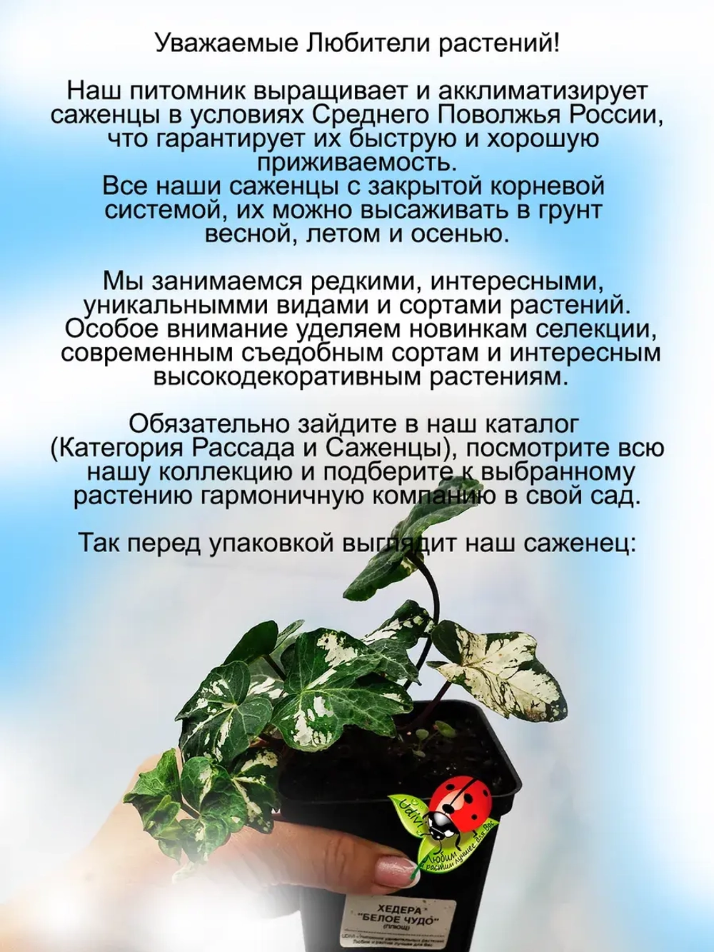 Хедера Белое Чудо плющ Вайт Вондер