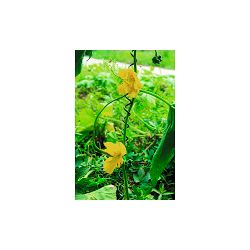 GSS550 GREEN APPLE Спиральная поддержка 55см 3шт | GREEN APPLE