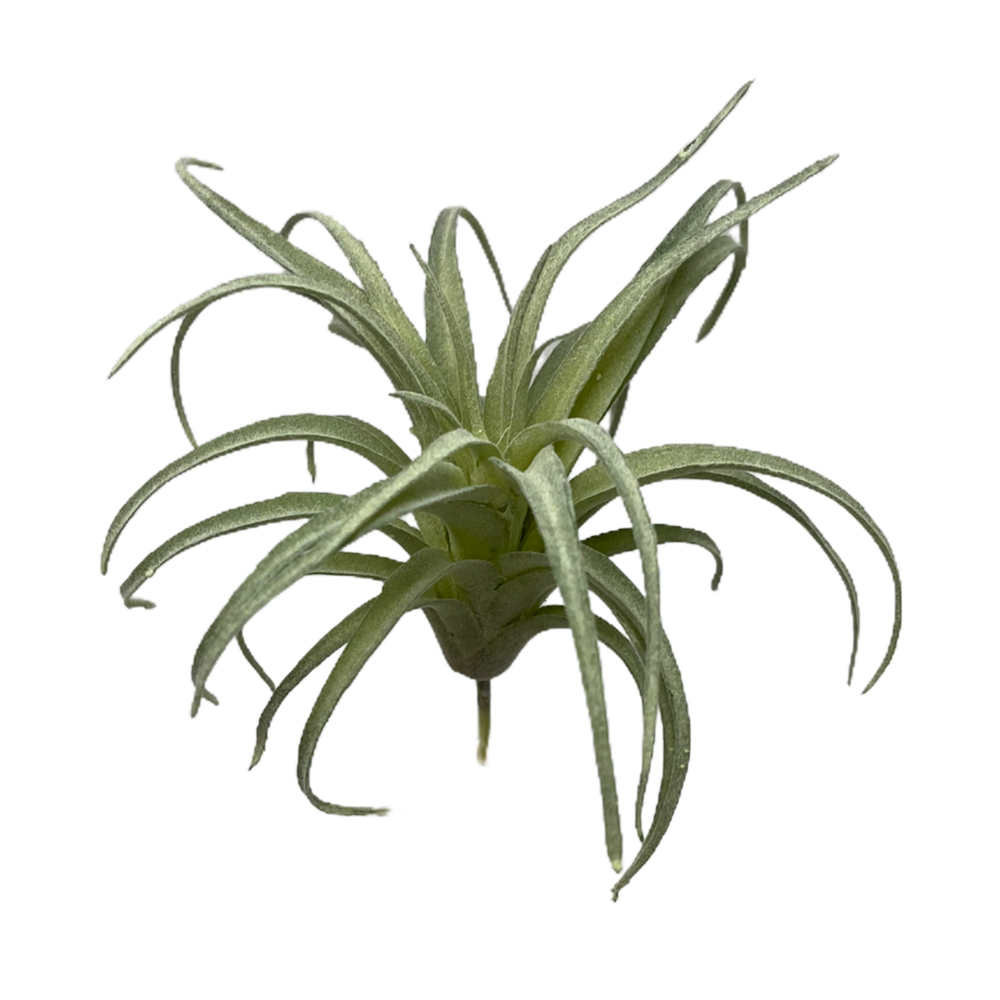 Тилландсия мини 16х13 см