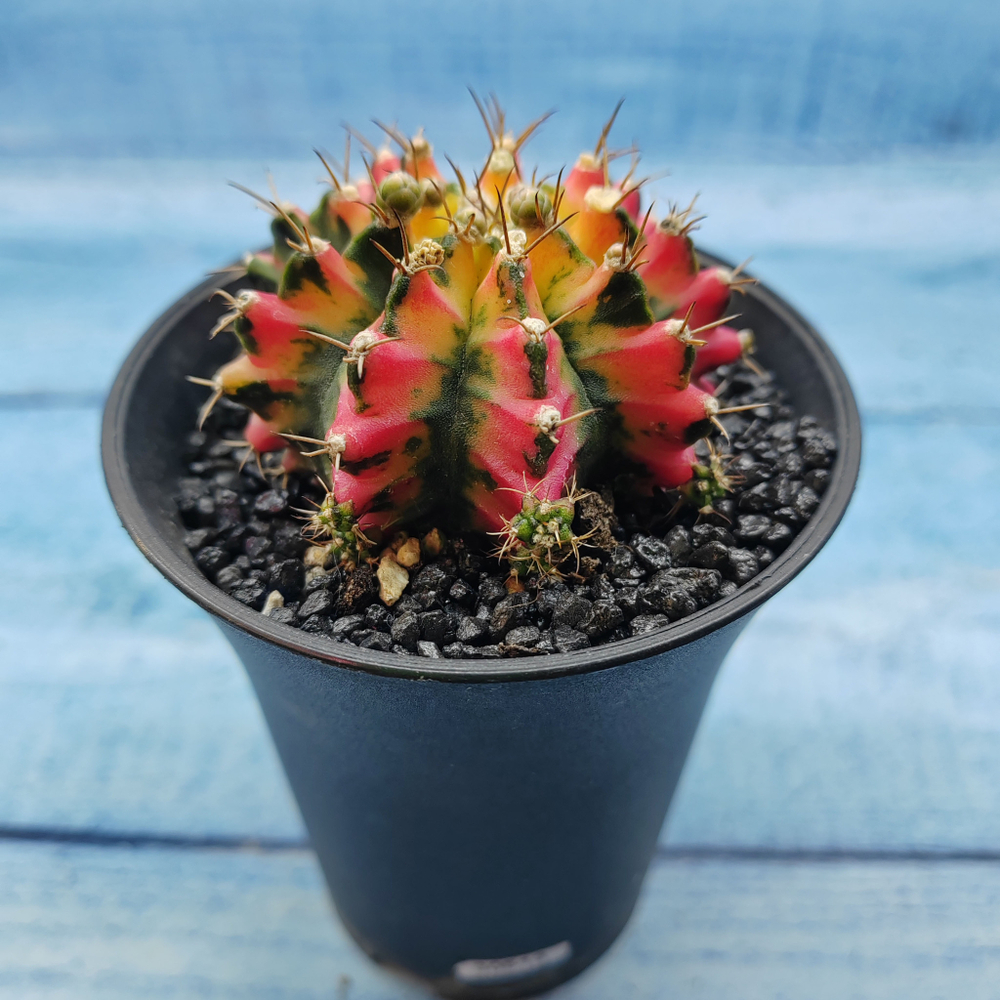 Gymnocalycium Variegata (Гимнокалициум Вариегатный)