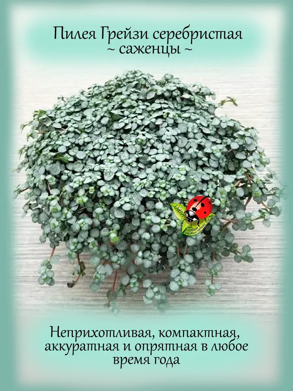 Пилея Грейзи серебристая