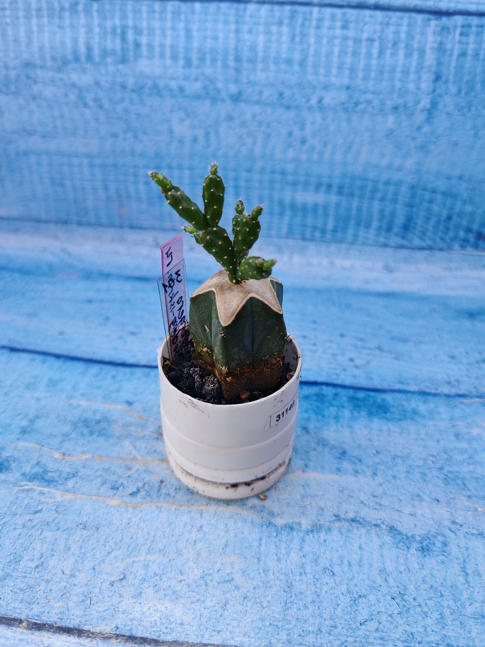 Schlumbergera opuntioides (Шлюмбергера)