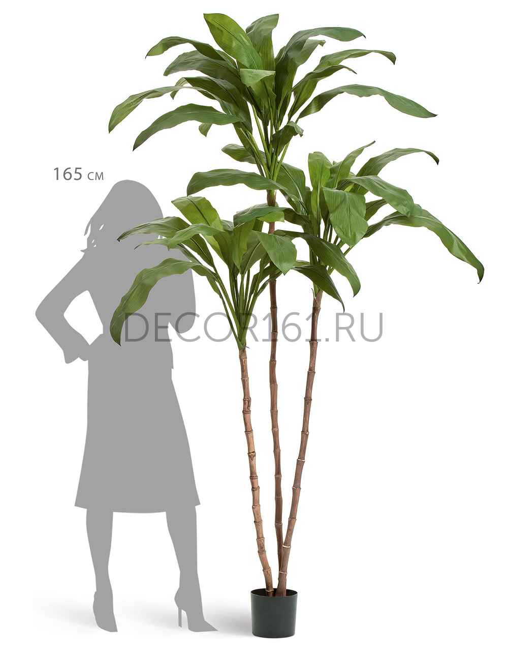 Кордилина Фрутикоза зелёная в-210 см 2/2 10.25007N