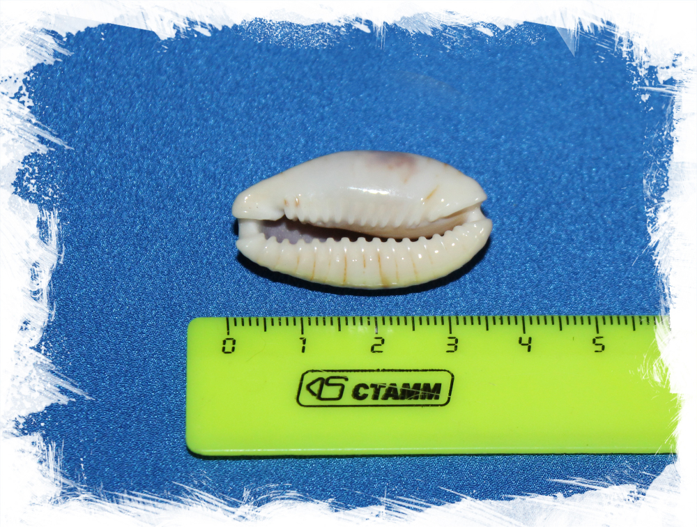 Разъеденная каури (cypraea erosa)