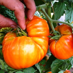 Помидоры Mortgage Lifter Yellow