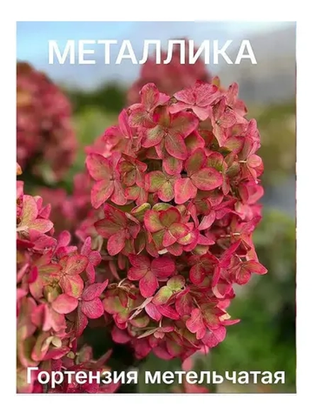 Металлика гортензия метельчатая