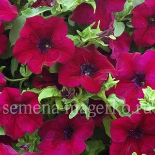 Петуния крупноцветковая  Фалькон Бургунди F1  100 драже