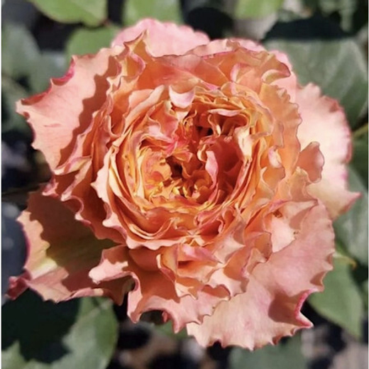 Роза Кантри Спирит Луиза С4 Закупка М16 июнь 2026