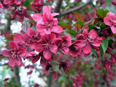 Яблоня Хелена