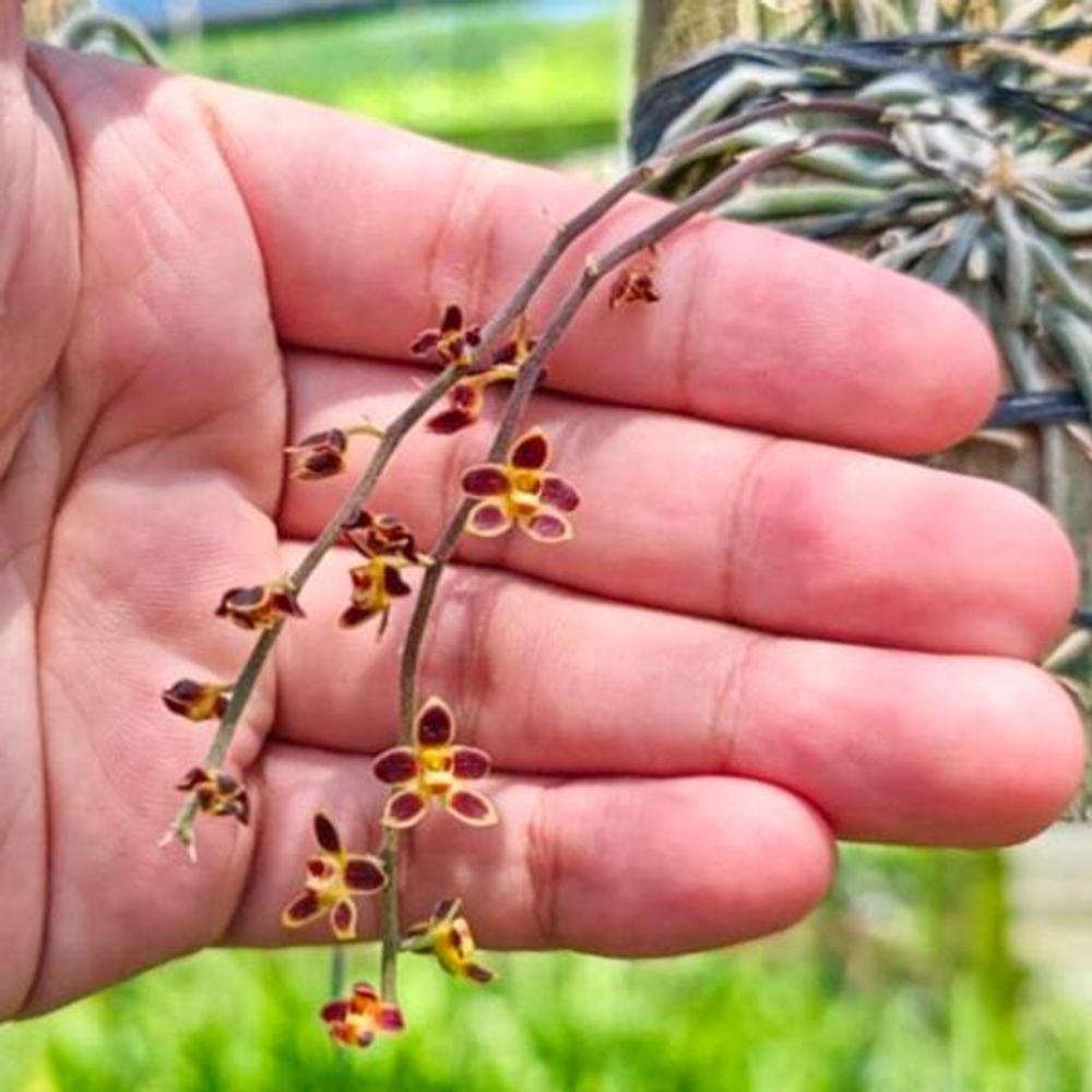 Орхидея CHILOSCHISTA LUNIFERA