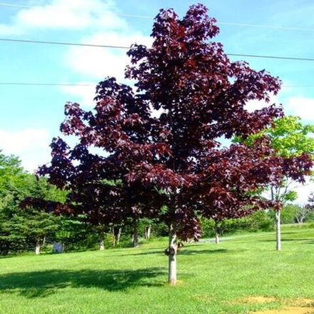 Клен остролистный Кримсон Сентри f69 320-340, 12-14