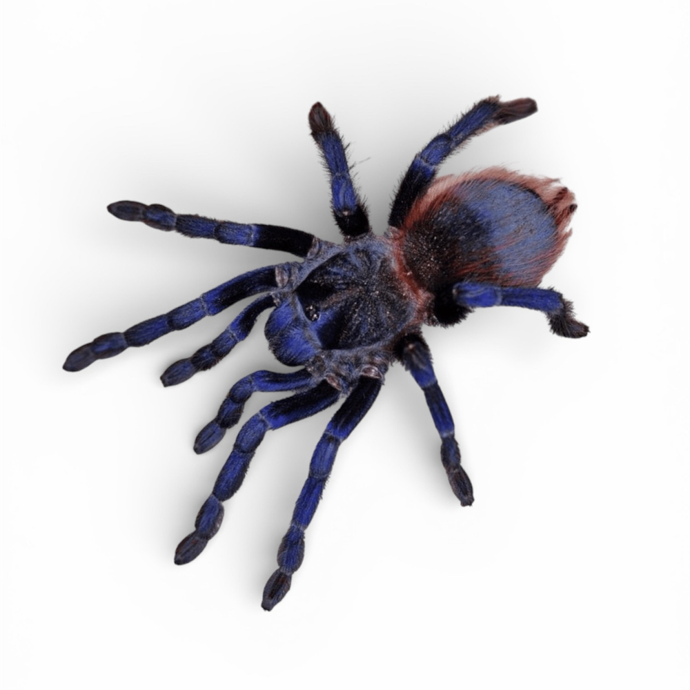 Паук-птицеед Pterinopelma sazimai (Птеринопельма сазимай)