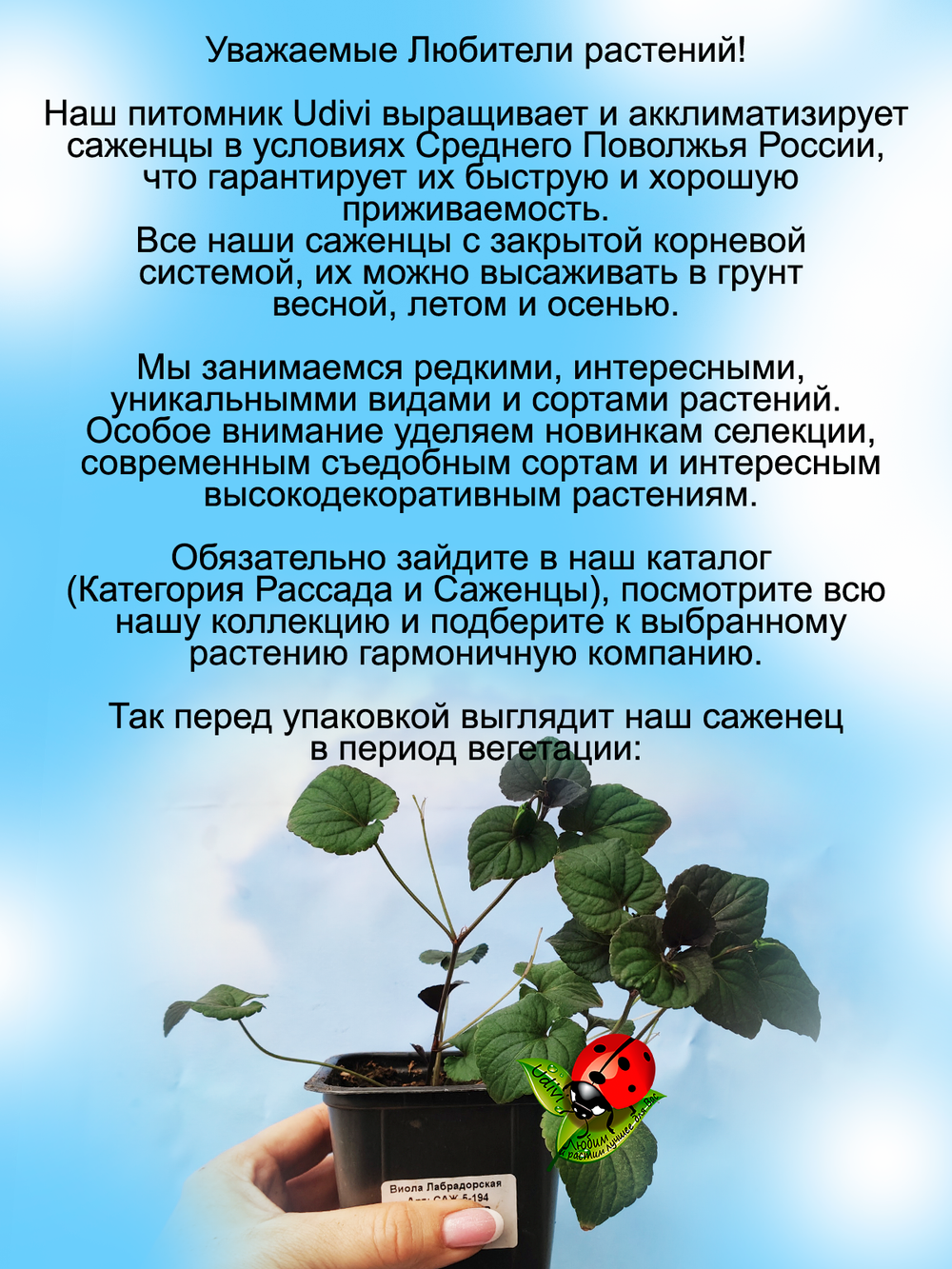 Виола Лабрадорская Пурпурная многолетняя