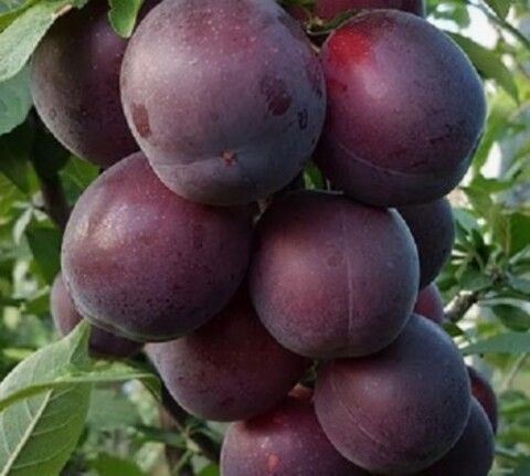 Шарафуга Вельвет Санрайз