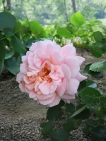 Роза плетистая Моргенгрусс