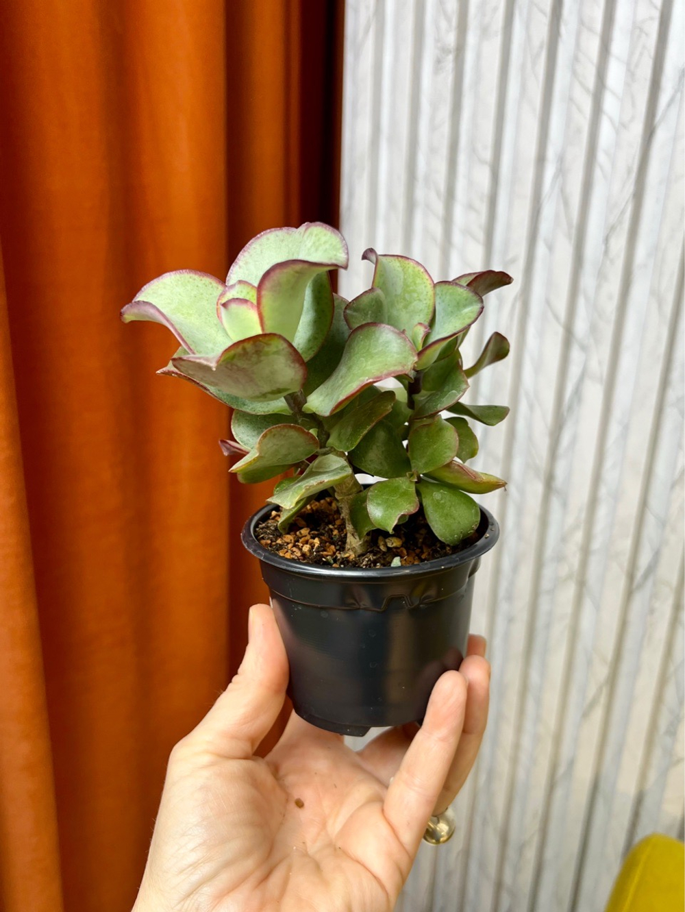 Крассула Ундулатифоллия, D9см Н15см, 1шт, Urban Jungle (7583)
