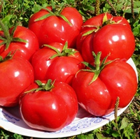 Помидоры Nectarine – Нектарин