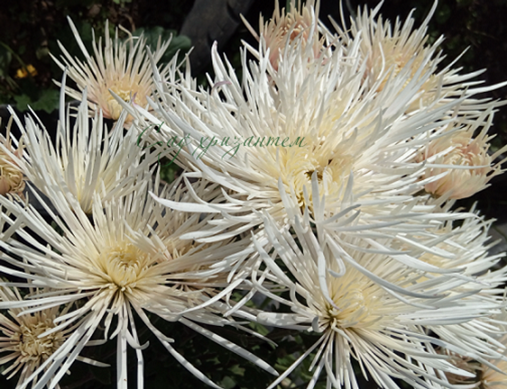 хризантема многолетняя белая игольчатая