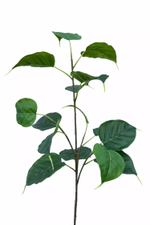 Ветка фикуса Эдем малая